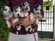 chiot husky sib&eacute;rien a donner femelle 