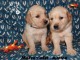 chiot golden retriever m&acirc;le a donner 