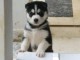 husky sib&eacute;rien &agrave; donner m&acirc;le 