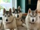 chiot husky sib&eacute;rien &agrave; donner 