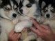 adoption chiot husky sib&eacute;rien adorable 