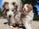 b&eacute;b&eacute; chiot berger australien disponible pour adoption 
