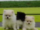Adorables Chiots Spitz Nain
