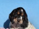 b&eacute;b&eacute; chiot cocker anglais disponible 