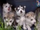 magnifique chiot husky sib&eacute;rien &agrave; donner 