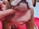 chiot bulldog anglais m&acirc;le a donner 