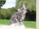 b&eacute;b&eacute; chaton maine coon disponible 