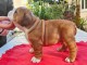 chiot bulldog anglais m&acirc;le 