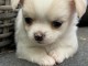 chiot chihuahua femelle a donner 