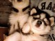 chiot husky sib&eacute;rien m&acirc;le a donner 