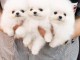 Chiots Pom&eacute;raniens Pure Race