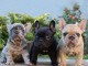 Super chiots Bouledogue Fran&ccedil;ais &agrave; vendre