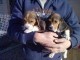 Chiots Beagle, domestiqu&eacute;s socialement