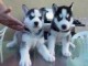 Chiots husky sib&eacute;rien