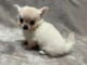  Chiots Chihuahua a donner 