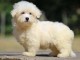 Chiots COTON TULEAR  a donner 