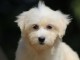 Chiots COTON TULEAR  a donner 