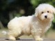 Chiots COTON TULEAR  a donner 