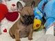 Chiots BOULEDOGUE FRANCAIS A DONNER