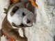 Chiot bulldog anglais m&acirc;le a donner 