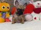 Chiots BOULEDOGUE FRANCAIS A DONNER