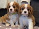 Cavalier King Charles &agrave; adopter 