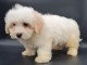 chiot coton tulear a donner 