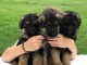 Adorable chiot berger allemand Femelle