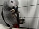 Perroquet Gris du Gabon &agrave; donner &lrm;