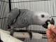 &lrm;Perroquet Gris du Gabon &agrave; donner