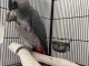 &lrm;Perroquet Gris du Gabon &agrave; donner