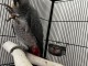 &lrm;Perroquet Gris du Gabon &agrave; donner