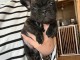 b&eacute;b&eacute; chiot bouledogue fran&ccedil;ais disponible 