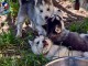Dons chiot husky sib&eacute;rien &agrave; donner 