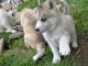 chiot husky sib&eacute;rien m&acirc;le a donner 