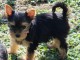 magnifique chiot Yorkshire femelle 