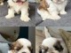 chiot Shih Tzu a donner 
