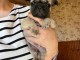 chiot bouledogue fran&ccedil;ais &agrave; donner 