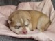 chiot husky sib&eacute;rien &agrave; donner 
