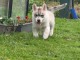 Chiot husky sib&eacute;rien m&acirc;le a donner 