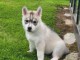 B&eacute;b&eacute; chiot husky sib&eacute;rien adorable 