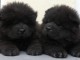 B&eacute;b&eacute; chiot chow chow disponible 