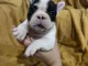 B&eacute;b&eacute; chiot bouledogue fran&ccedil;ais disponible 