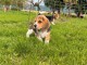 Chiot beagle disponible pour adoption 