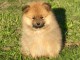 B&eacute;b&eacute; chiot spitz allemand race pure 