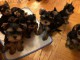 Adorable chiots YORKSHIRE &agrave; adopter 