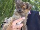 b&eacute;b&eacute; chiot chihuahua disponible 