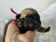 chiot bouledogue fran&ccedil;ais &agrave; donner 