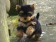 magnifique chiot Yorkshire terrier femelle a donner 