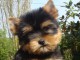 b&eacute;b&eacute; chiot Yorkshire femelle 